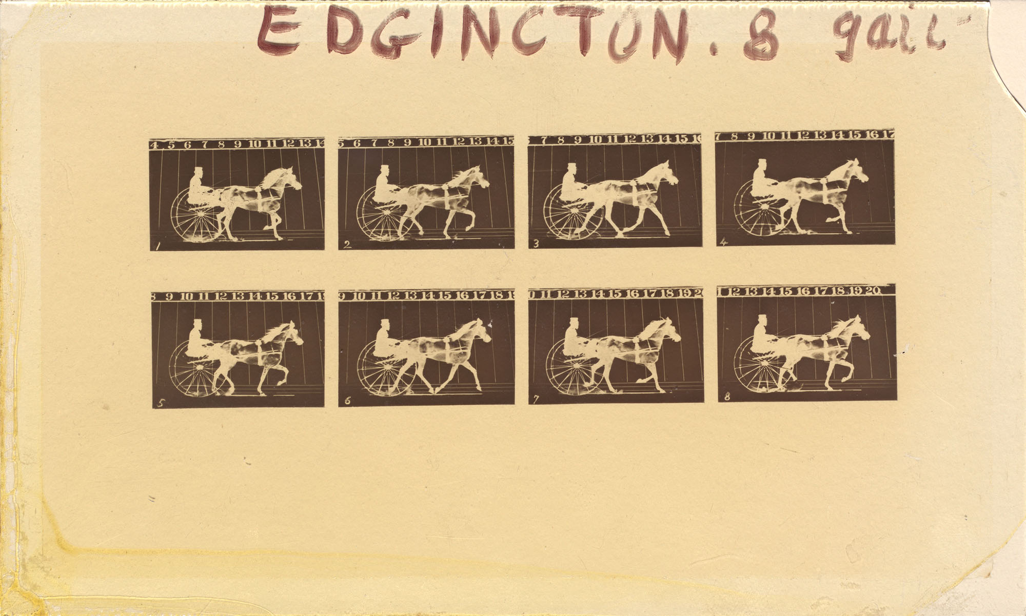 Eadweard Muybridge (English, 1830-1904) 'Internegative for Horses. Trotting. Abe Edgington. No. 28, from The Attitudes of Animals in Motion' 1878