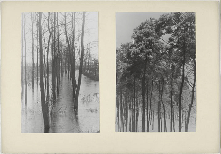 Josef Albers (American, born Germany 1888-1976) 'Flooded trees and forest' c. 1931