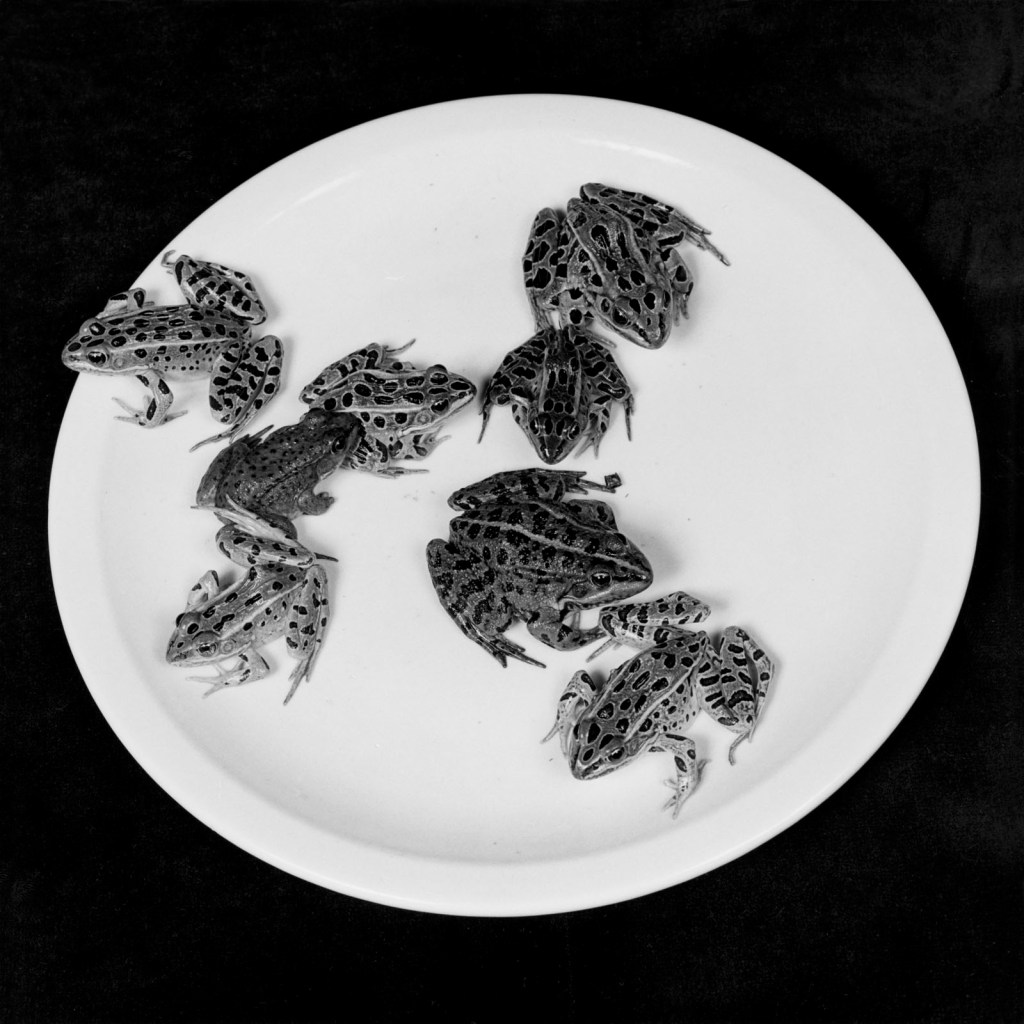 Robert Mapplethorpe (American, 1946-1989) 'Frogs' 1984