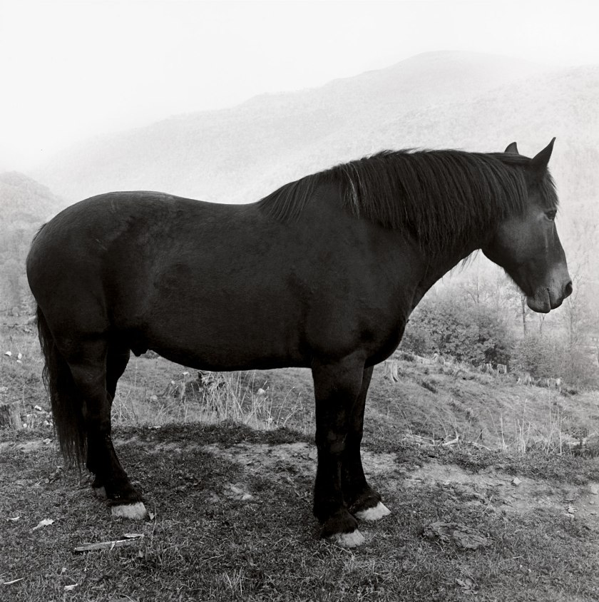 Peter Hujar. 'Horse in West Virginia Mountains' 1969