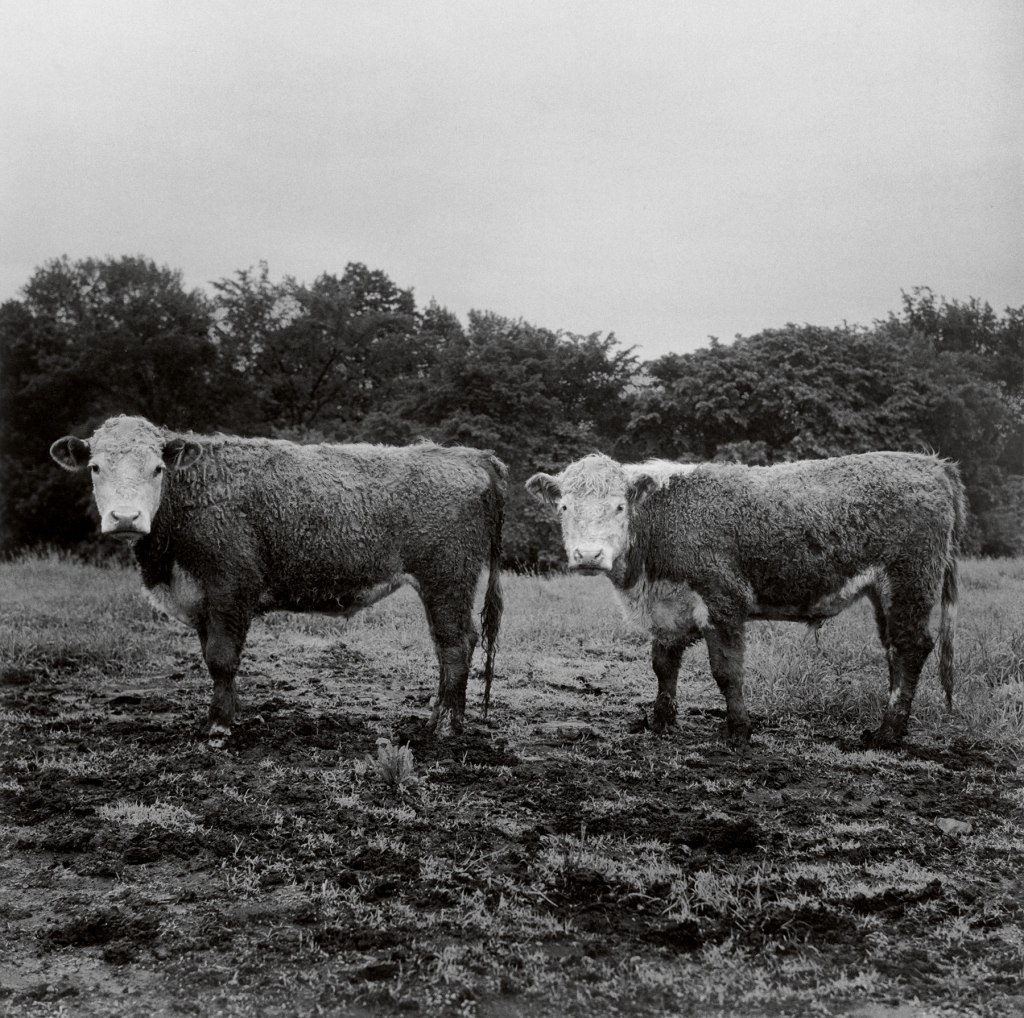 Peter Hujar (American, 1934-1987) 'Butch and Buster' 1978