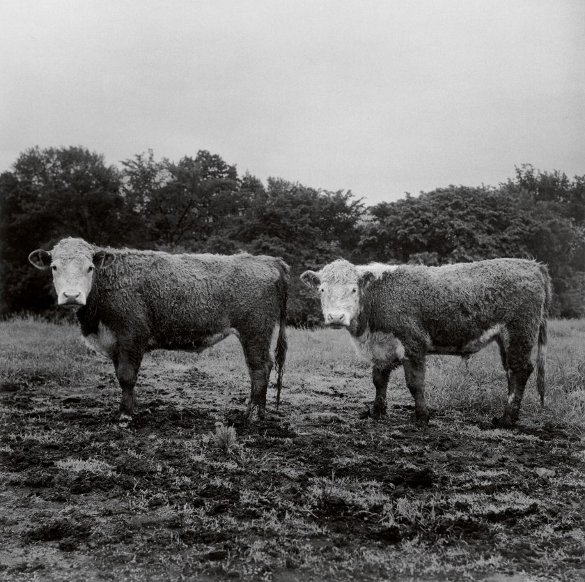 Peter Hujar. 'Butch and Buster' 1978