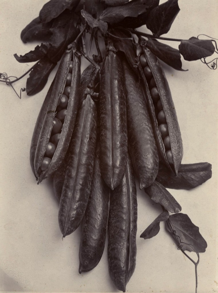 Charles Harry Jones (British, 1866-1959) 'Peapods' c. 1900