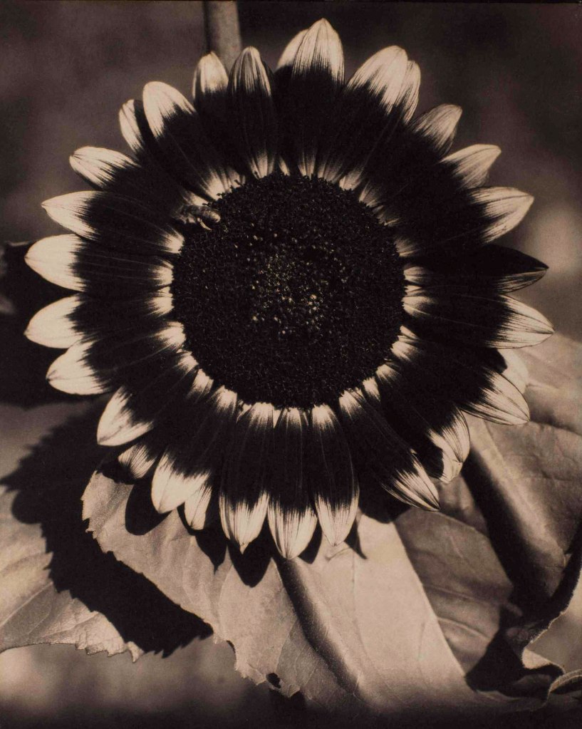 Edward Steichen (American, 1879-1973) 'A Bee on a Sunflower' c. 1920