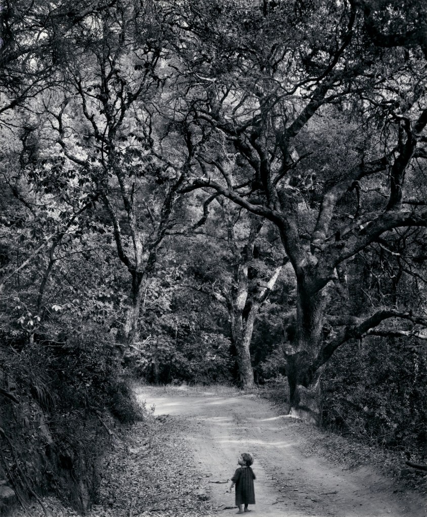 Wynn Bullock (American, 1902-1975) 'Child on Forest Road' 1958, printed 1973