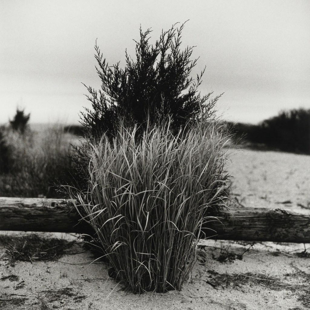 Peter Hujar (American, 1934-1987) 'Grass, Port Jefferson, New York' 1984