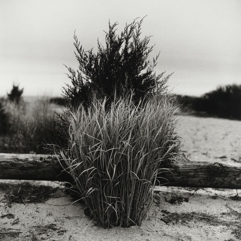 Peter Hujar. 'Grass, Port Jefferson, New York' 1984