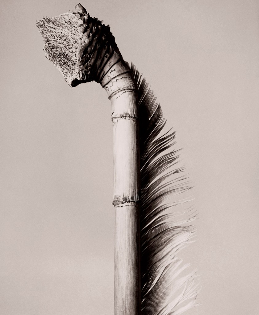 Joan Fontcuberta (Spanish, b. 1955) 'Mullerpolis Plunfis' 1983