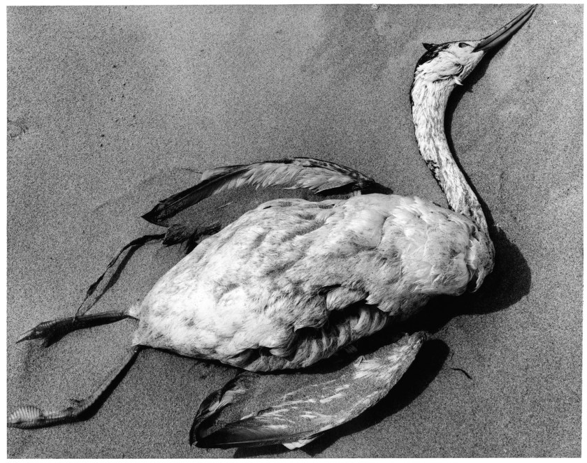 Brett Weston (American, 1911-1993) 'Untitled [dead bird and sand]' 1967
