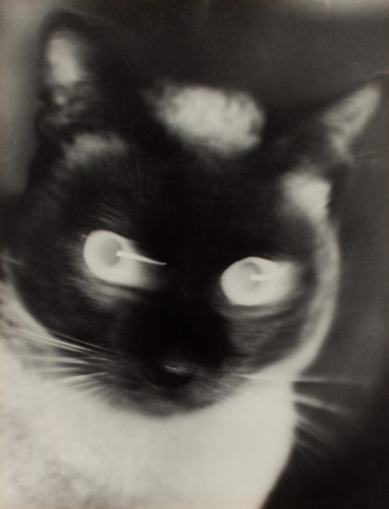 Otto Umbehr (German, 1902-1980) "Katz" – Cat 1927