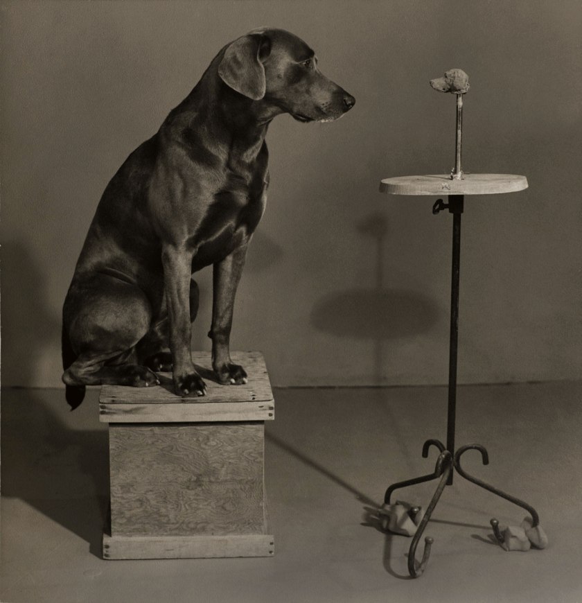 William Wegman (American, born 1943) 'Contemplating the Bust of Man Ray from the portfolio Man Ray' 1976