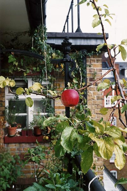 Wolfgang Tillmans (German, b. 1968) 'Apple tree' 2007