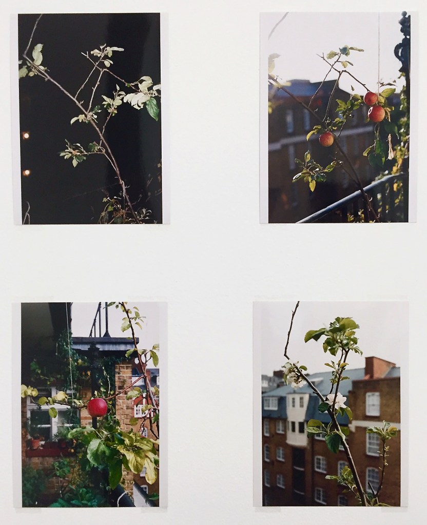 Wolfgang Tillmans (German, b. 1968) 'Apple tree' Various dates