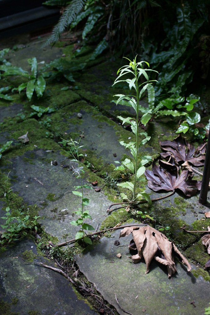 Wolfgang Tillmans (German, b. 1968) 'Weed' 2014
