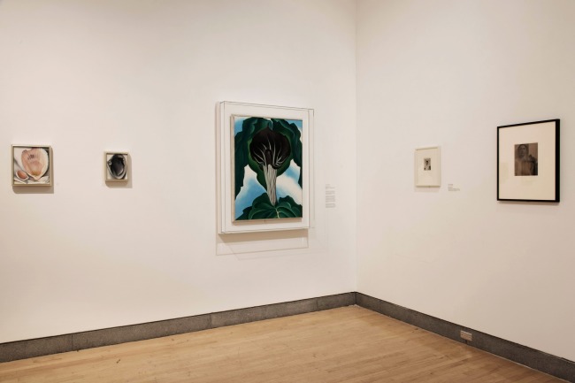 'Georgia O'Keeffe: Living Modern' installation view with her painting 'Clam and Mussel' (1926) second left