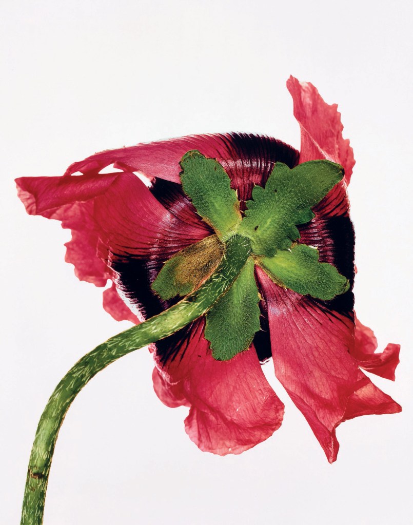 Irving Penn (American, Plainfield, New Jersey 1917-2009 New York) 'Single Oriental Poppy, New York' 1968, printed 1989