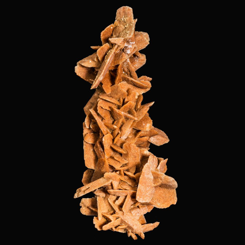 Christian Thompson (Australian, b. 1978) 'Siren' 2014