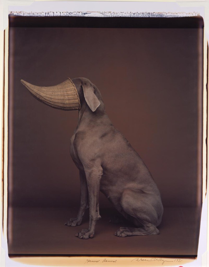 William Wegman (American, b. 1943) 'Horned hound' 1991