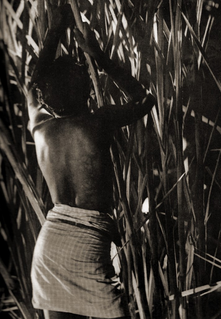 Lionel Wendt (Sri Lankan, 1900-1944) 'Untitled (Canes)' Nd