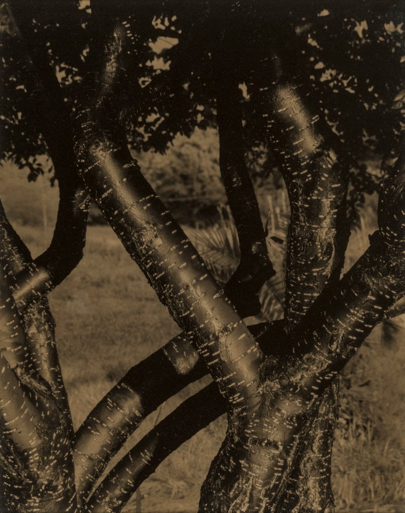 Alfred Stieglitz (American, 1864-1946) 'Dancing Trees' 1922