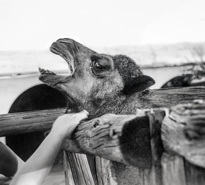 Judith Crispin (Australian / Bpangerang, b. 1970) 'Sexy John' 2014