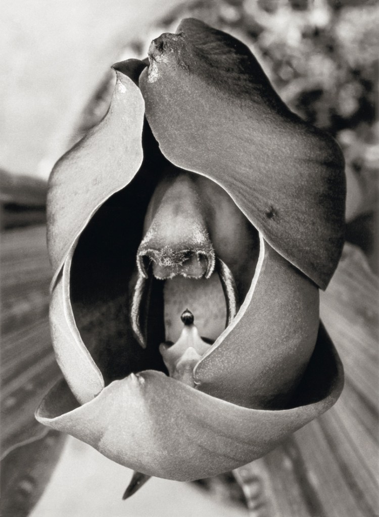 Albert Renger-Patzsch (German, 1897-1966) 'Catasetum trindentatum, Orchidaceae' 1922-1923 from the exhibition Exhibition: 'Albert Renger-Patzsch: Things' at Jeu de Paume, Paris, Oct 2017 - Jan 2018