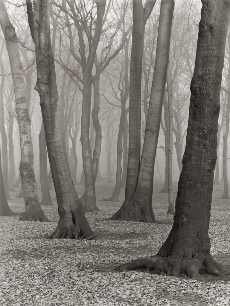 Albert Renger-Patzsch (German, 1897-1966) 'Buchenwald [Beech forest]' 1936