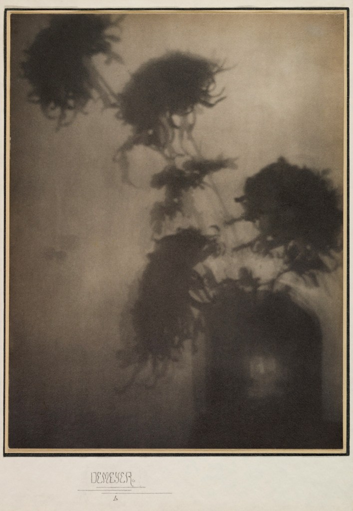 Adolf de Meyer (American born France, 1868-1946) 'The Shadows on the Wall (Chrysanthemums)' 1906 Adolf de Meyer (American born France, 1868-1946) 'The Shadows on the Wall (Chrysanthemums)' 1906