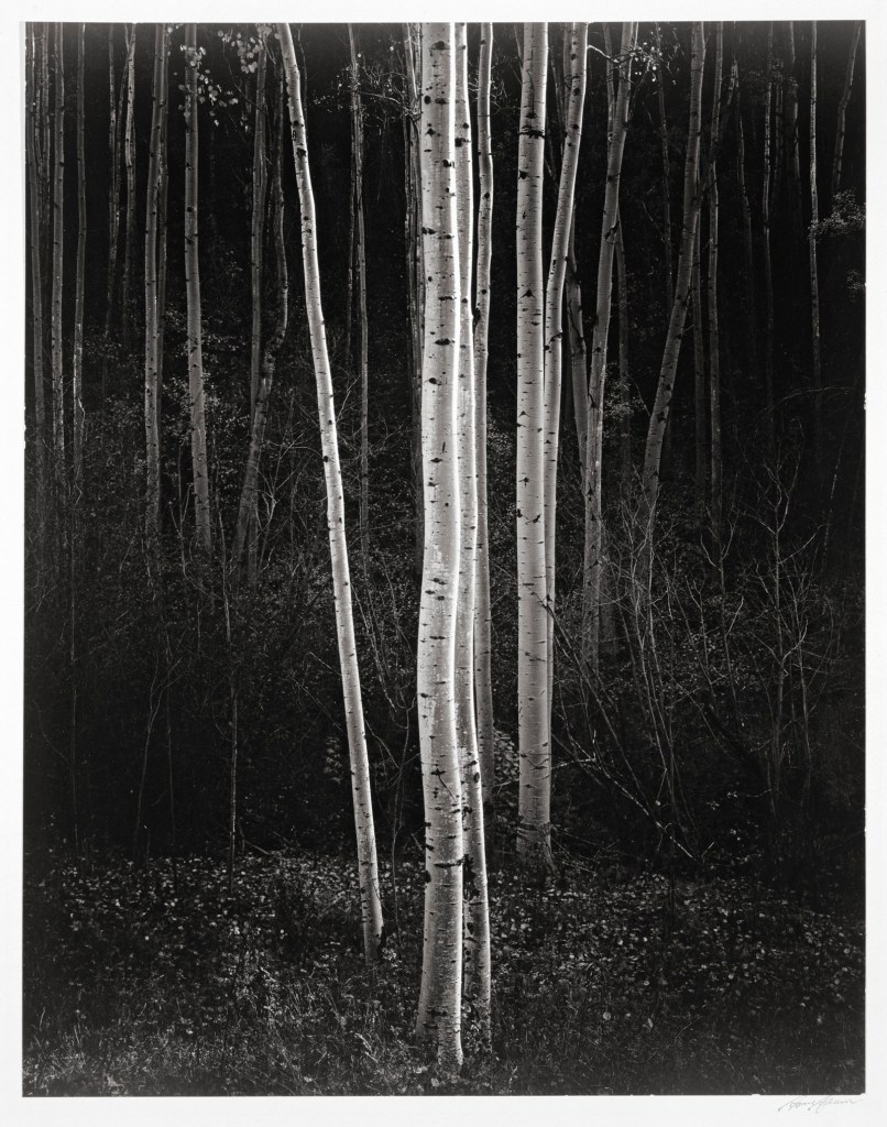 Ansel Adams (American, 1902-1984) 'Aspens, Northern New Mexico' 1958