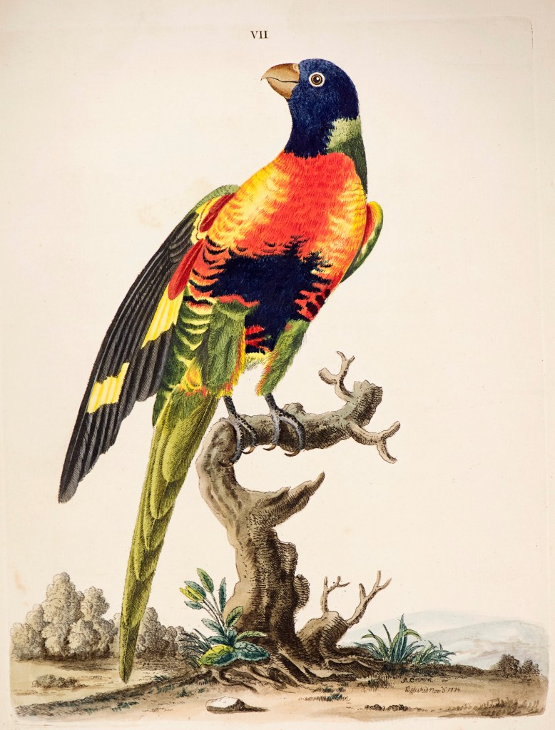 Peter Brown (active in England 1758-1799) 'Blue-bellied parrot' 1776