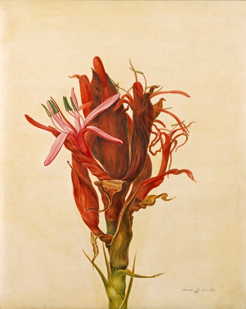 John Lewin (England 1770 - Australia 1819, Australia from 1800) 'The gigantic lyllie of New South Wales' 1810