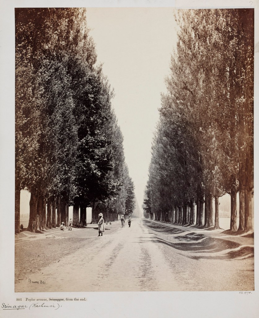 Samuel Bourne (British, 1834-1912) 'Poplar Avenue, Srinuggur, Kashmir, from the end' 1864 from the exhibition 'Into the Woods: Trees in Photography' at the Victoria and Albert Museum, London, Nov 2017 - April 2018