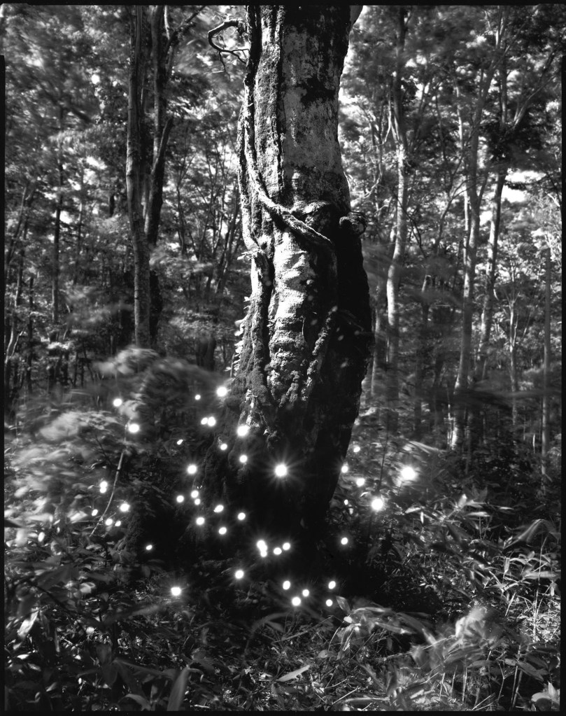 Tokihiro Sato (Japanese, b. 1957) 'Hakkoda #2' 2009