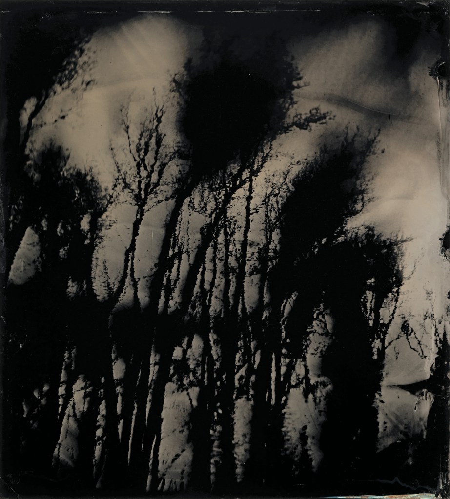 Sally Mann (American, b. 1951) 'Blackwater 20' 2008-2012