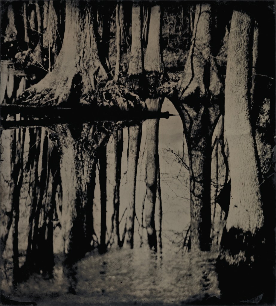 Sally Mann (American, b. 1951) 'Blackwater 25' 2008-2012