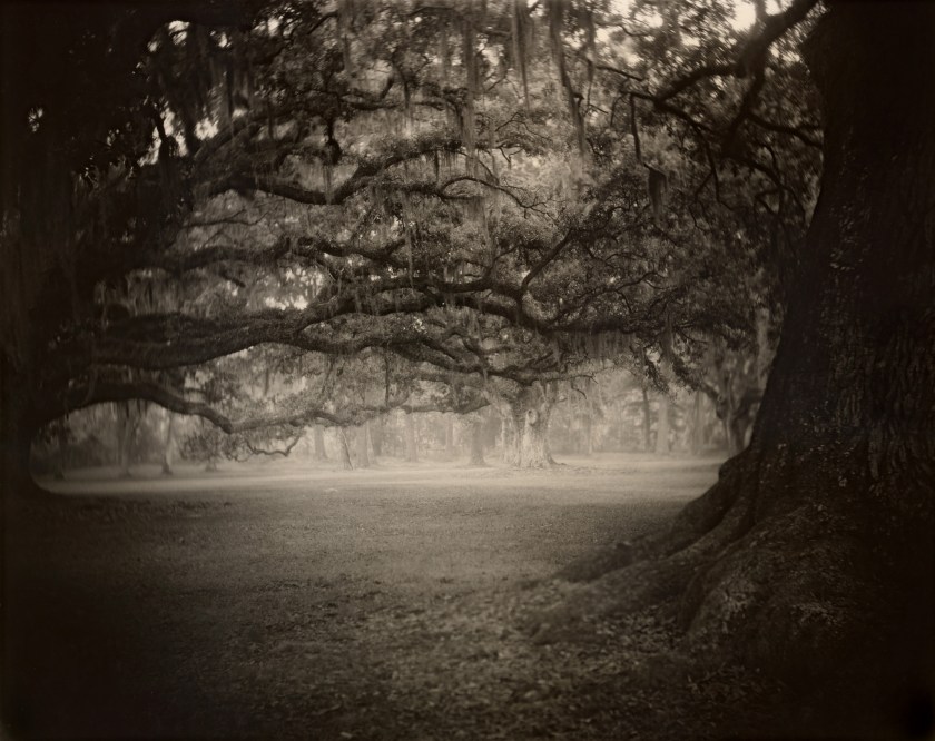 Sally Mann (b. 1951) 'Deep South, Untitled (Fontainebleau)' 1998