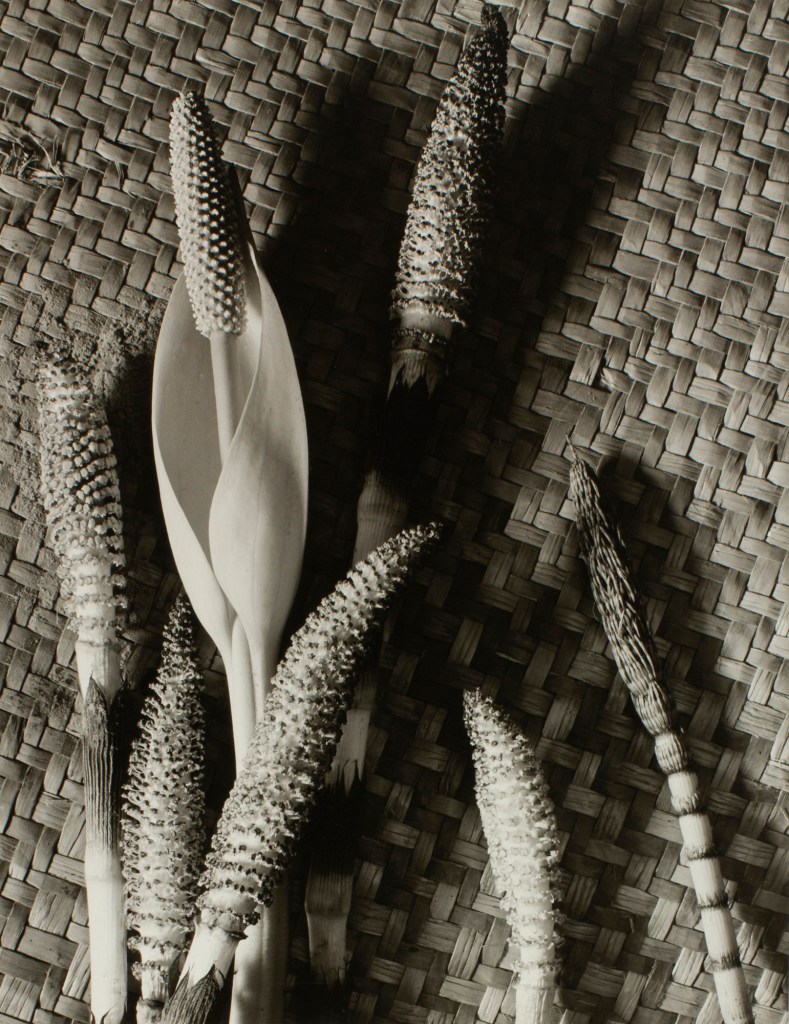 Minor White (American, 1908-1976) 'Horsetail and Skunk Cabbage' 1940