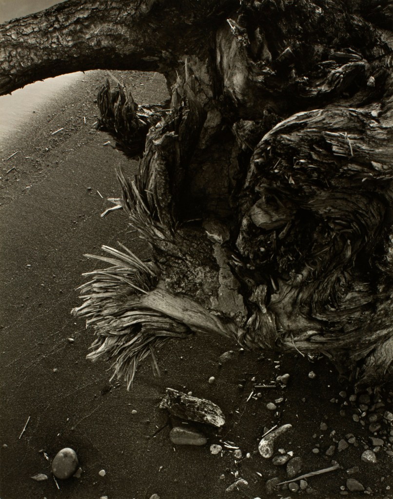 Minor White (American, 1908-1976) 'Tree Root' c. 1939