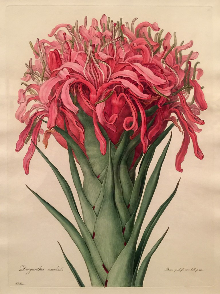 Ferdinand Bauer (Austria 1760-1826, England 1787-1801, 1805-1814, Australia 1801-1805) 'Gymea Lily' 1806-1813, published 1813 (installation view)