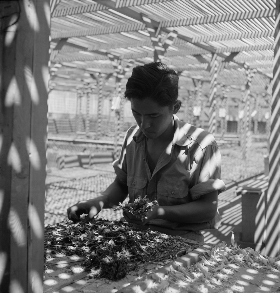 Dorothea Lange (American, 1895-1965) 'Manzanar Relocation Center, Manzanar, California. An evacuee is shown in the lath house sorting seedlings for transplanting' 1942 Dorothea Lange (American, 1895-1965) 'Manzanar Relocation Center, Manzanar, California. An evacuee is shown in the lath house sorting seedlings for transplanting' 1942