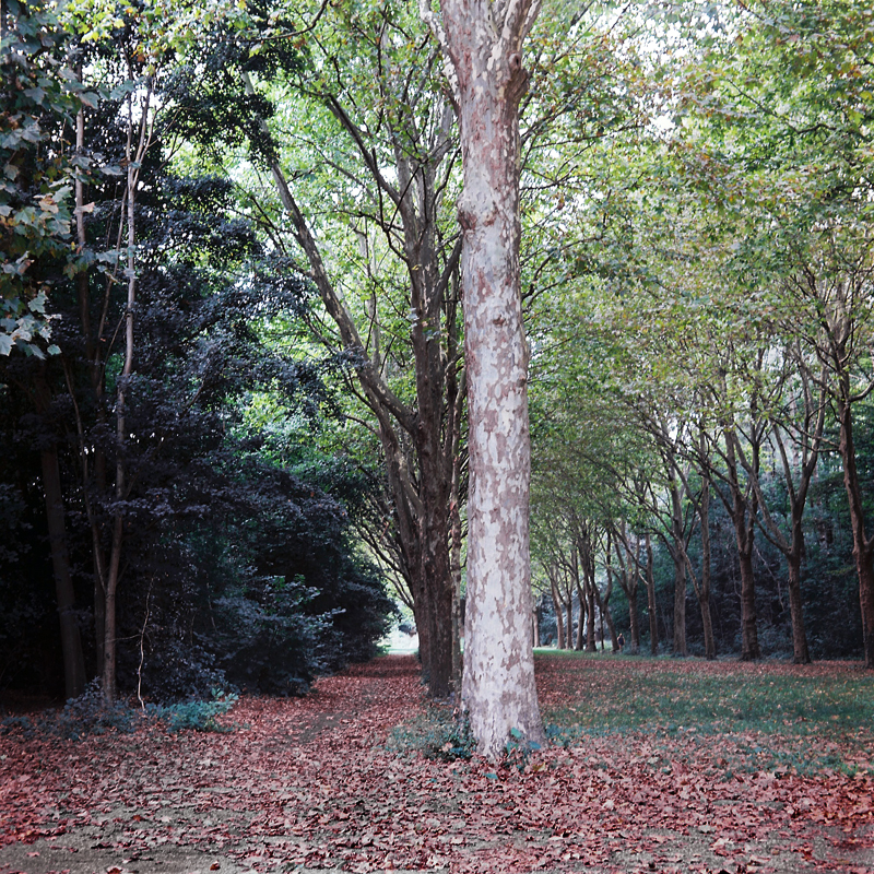 Marcus Bunyan (Australian, b. 1958) 'Parc de Sceaux' from the series 'Paris in film' 2018