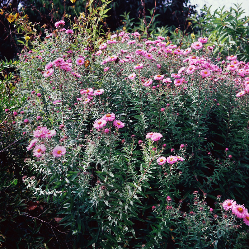 Marcus Bunyan. 'Parc de Sceaux' from the series 'Paris in film' 2018