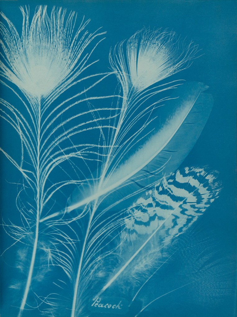 Anna Atkins (English, 1799-1871)Â and Anne Dixon (British, 1799-1864) 'Peacock', from a presentation album to Henry Dixon 1861 Anna Atkins (English, 1799-1871)Â and Anne Dixon (British, 1799-1864) 'Peacock', from a presentation album to Henry Dixon 1861