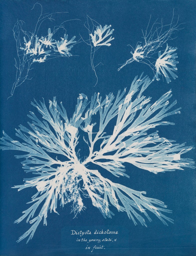 Anna Atkins (English, 1799-1871) 'Dictyota dichotoma, in the young state & in fruit', from Part XI of 'Photographs of British Algae: Cyanotype Impressions' 1849-1850 Anna Atkins (English, 1799-1871) 'Dictyota dichotoma, in the young state & in fruit', from Part XI of 'Photographs of British Algae: Cyanotype Impressions' 1849-1850