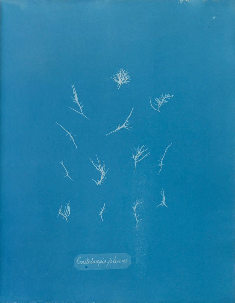 Anna Atkins (English, 1799-1871) 'Grateloupia filicina', from Part IX of 'Photographs of British Algae: Cyanotype Impressions' 1848-1849 Anna Atkins (English, 1799-1871) 'Grateloupia filicina', from Part IX of 'Photographs of British Algae: Cyanotype Impressions' 1848-1849