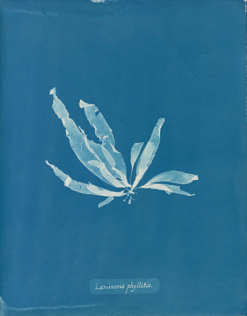 Anna Atkins (English, 1799-1871) 'Laminaria phyllitis', from Part V of 'Photographs of British Algae: Cyanotype Impressions' 1844-1845 Anna Atkins (English, 1799-1871) 'Laminaria phyllitis', from Part V of 'Photographs of British Algae: Cyanotype Impressions' 1844-1845