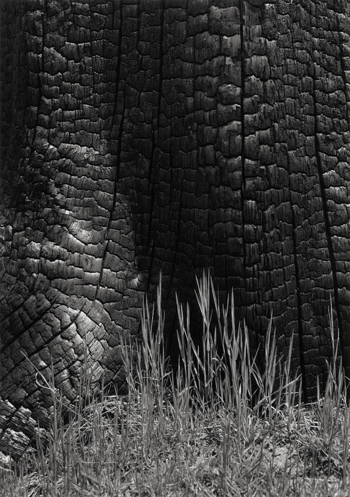 Ansel Adams (American, 1902-1984) 'Grass and Burned Stump, Sierra Nevada, California' 1935