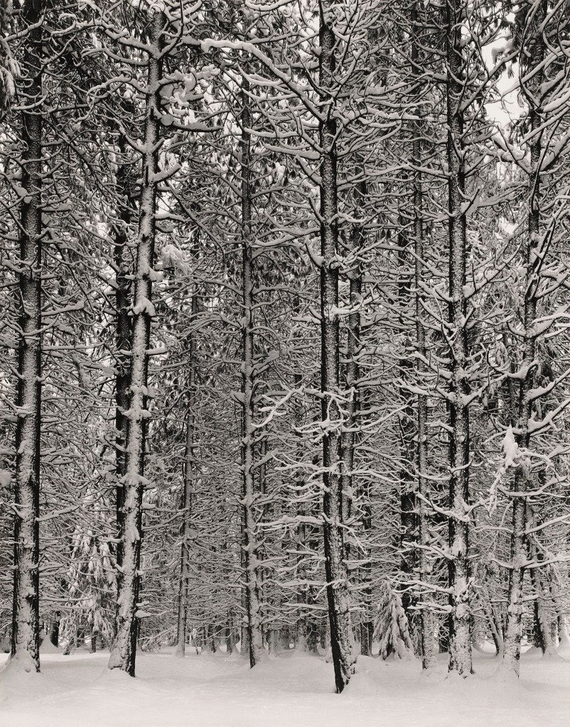 Ansel Adams (American, 1902-1984) 'Pine Forest in Snow, Yosemite National Park' c. 1932