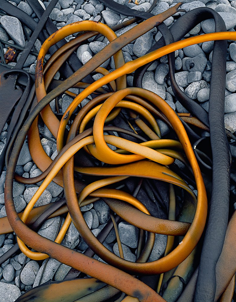 Peter Dombrovskis (Australian born Germany, 1945-1996) 'Drying kelp at Sandy Bay, Macquarie Island, Tasmania' 1984