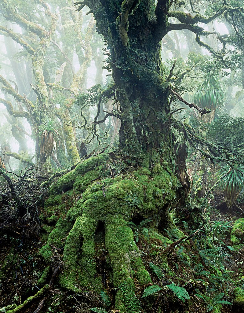 Peter Dombrovskis (Australian born Germany, 1945-1996) 'Myrtle tree in rainforest at Mount Anne, Southwest National Park, Tasmania' 1984